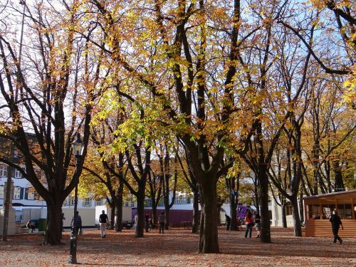 autumn trees leaves trees