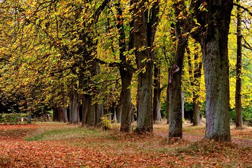 autumn trees  autumn forest  trees