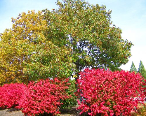 Autumn Trees And Bushes