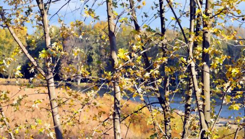 Autumn Trees And Mountains