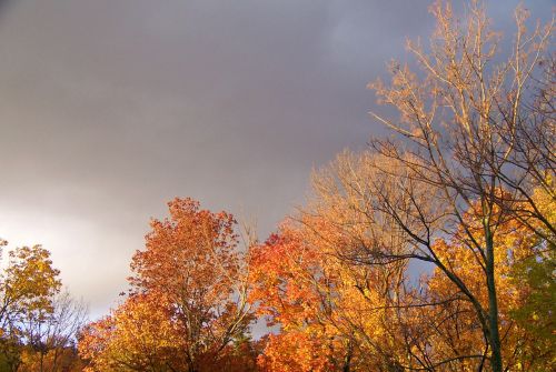 Autumn Trees And Threatening Clouds