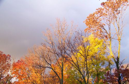 Autumn Trees And Threatening Clouds