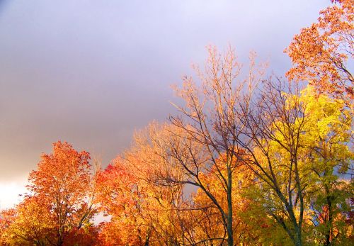 Autumn Trees And Threatening Clouds