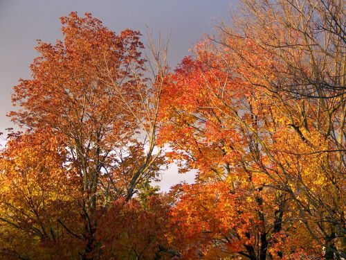 Autumn Trees And Threatening Clouds