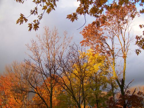 Autumn Trees And Threatening Clouds