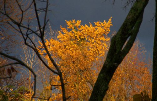 Autumn Trees And Threatening Clouds