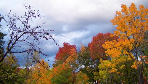 Autumn Trees And Threatening Clouds