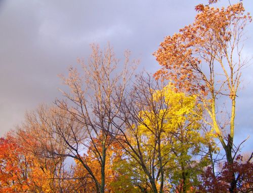 Autumn Trees And Threatening Clouds