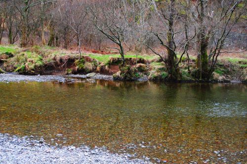 Autumn Trees By A River