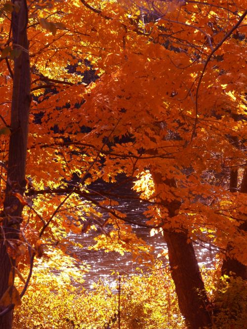 Autumn Trees By River