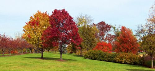 Autumn Trees In A Park