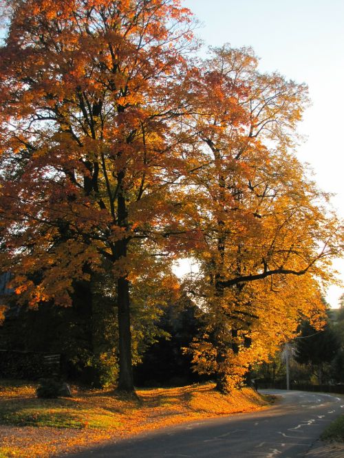 autumn walk golden autumn colorful leaves