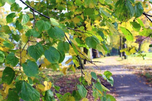 autumn walk tree park