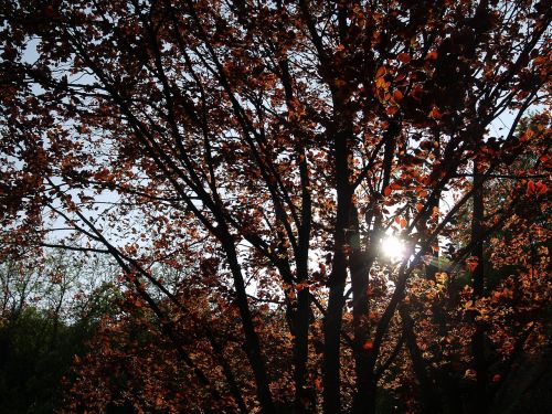 autumn woods nature trees