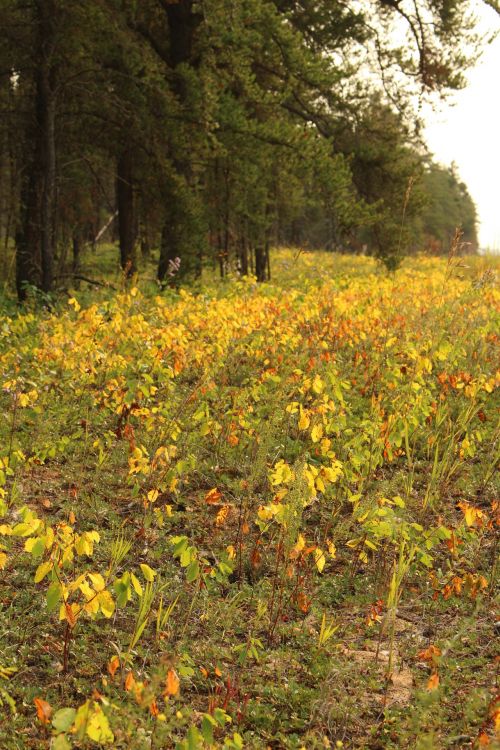 Autumn Yellow Leaves Trees