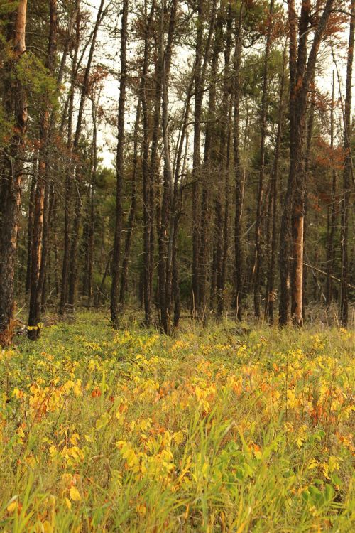 Autumn Yellow Leaves Trees