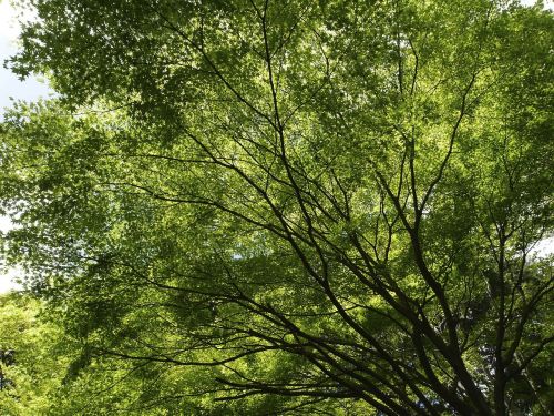 autumnal leaves green wood