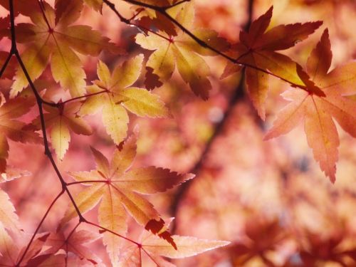 autumnal leaves autumn aomoriya
