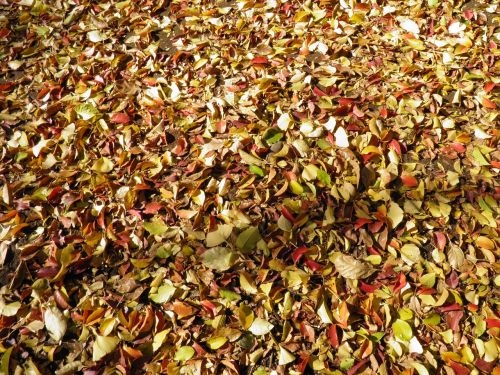 autumnal leaves deciduous trees leaf