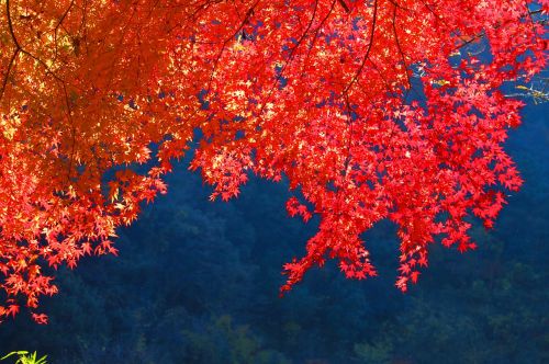 autumnal leaves autumn japan