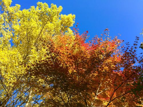 autumnal leaves maple autumn