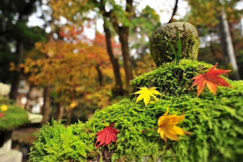autumnal leaves maple temple