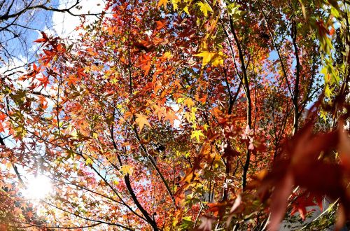 autumnal leaves maple sun