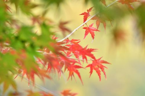 autumnal leaves maple autumn