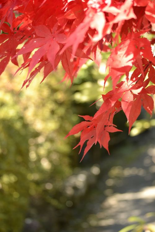 autumnal leaves maple agano