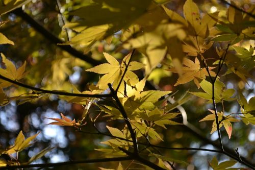 autumnal leaves maple agano