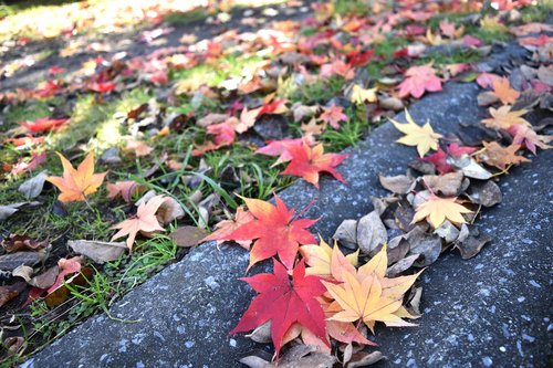 autumnal leaves  red  huang