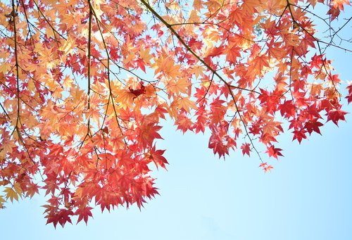 autumnal leaves  red  autumn