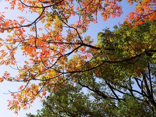 autumnal leaves  sky  leaf