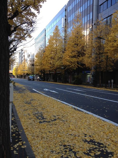 autumnal leaves autumn city