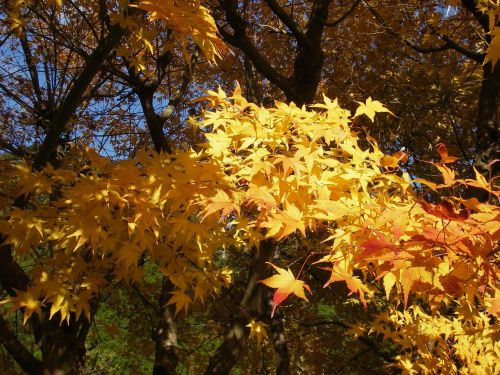 autumnal leaves autumn fall of japan