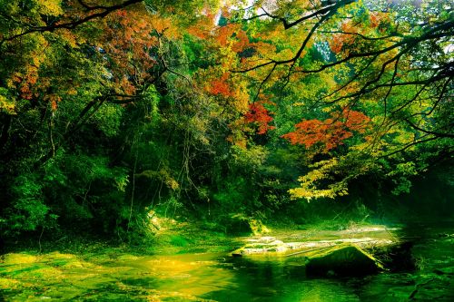 autumnal leaves autumn japan