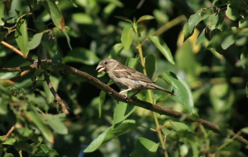 sparrow ave nature