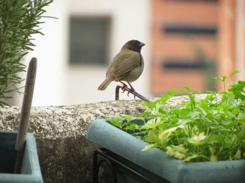 ave bird nature