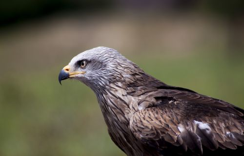 bird of prey ave nature