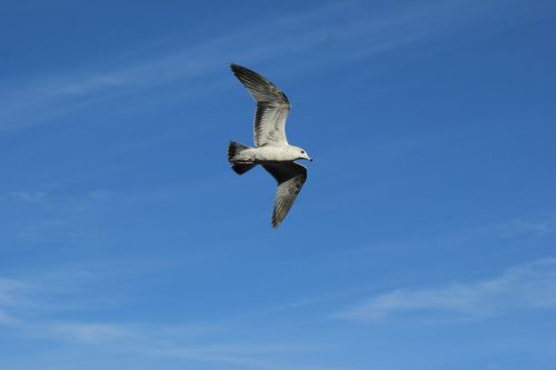 ave seagull bird