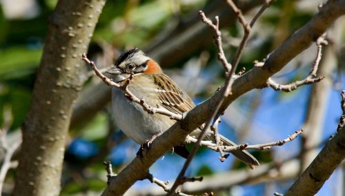 ave bird nature