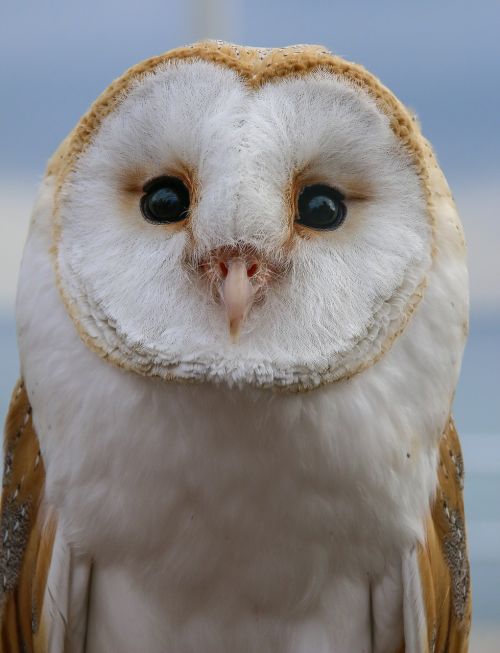 ave bird of prey owl
