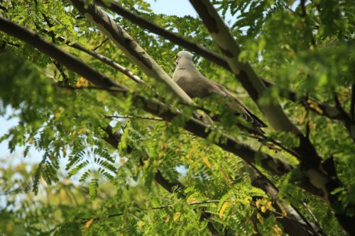 ave turtledove nature