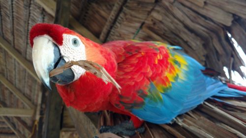 ave macaw bird