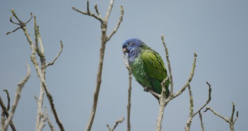 ave green parrot fauna