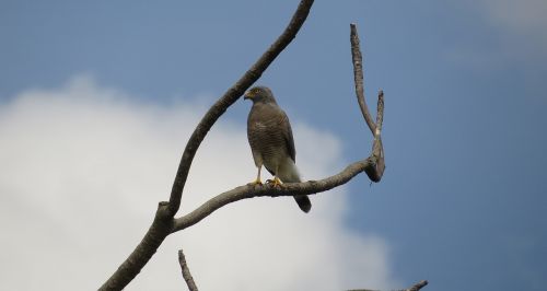 ave aguilucha bird of prey