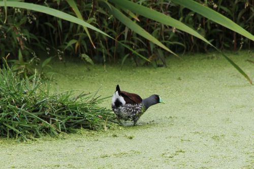 ave exotic bird wetland