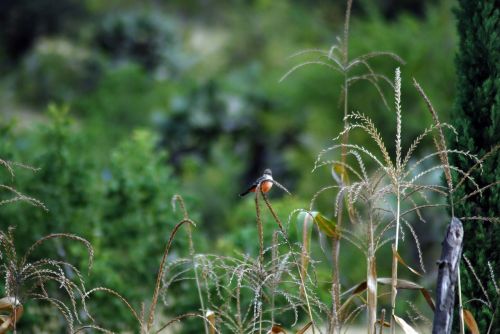 ave field insect