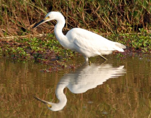 ave fauna heron