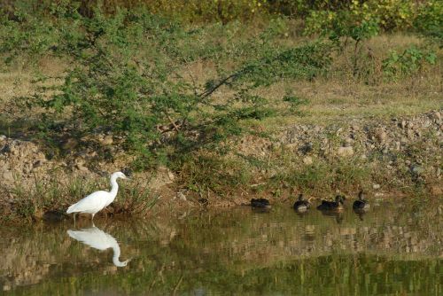 ave fauna bird